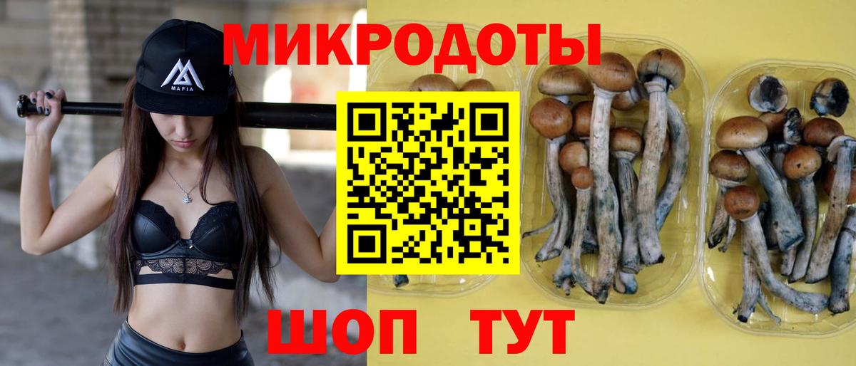 Псилоцибиновые грибы Psilocybe Чапаевск